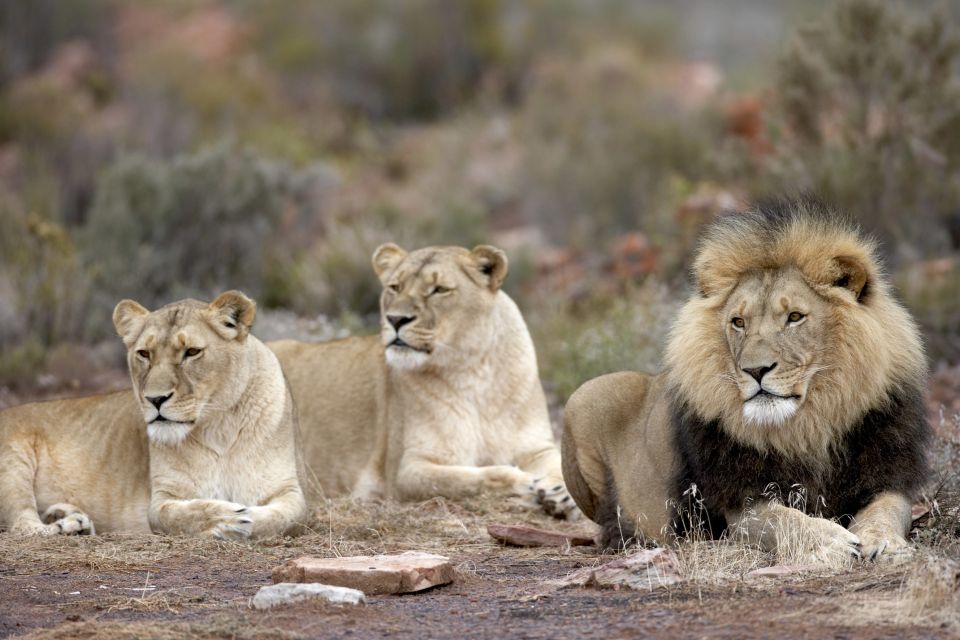 Cape Town: Aquila Game Reserve Day Entrance & Game Drive - Safari Experience