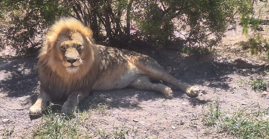 Cape Town Full Day Private Aquila Game Reserve Big 5 Safari