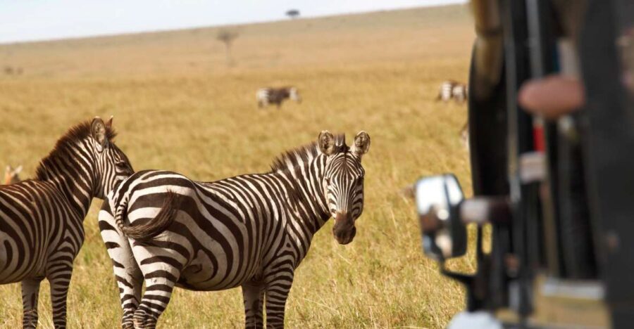 Cape Town Safari & Wine Tasting Tour