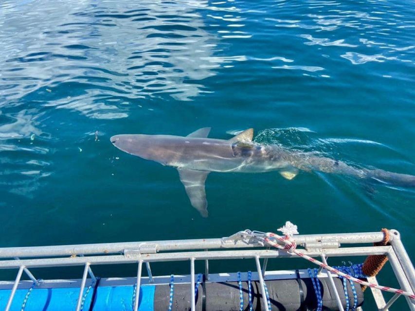 Cape Town: Shark Cage Diving With Food and Drinks - Thrilling Shark Cage Diving