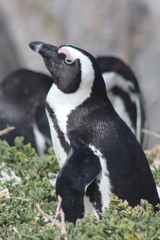 Cape Town: Table Mountain Boulders Beach and Cape Point - Iconic Attractions of Cape Town