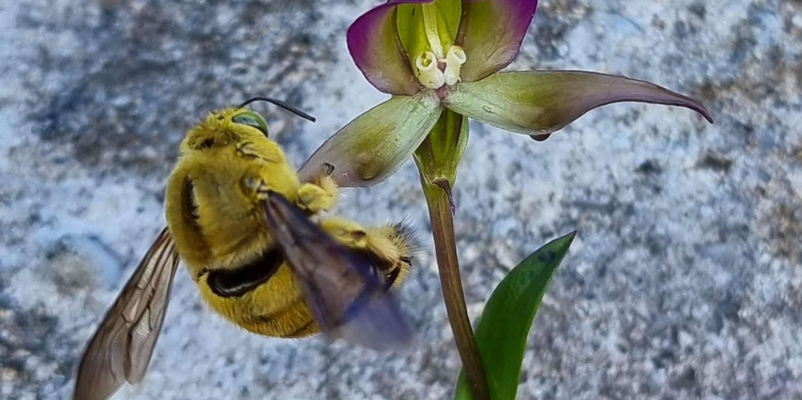 Cape Town: Table Mountain Famous Fynbos Flower Walk - Activity Overview