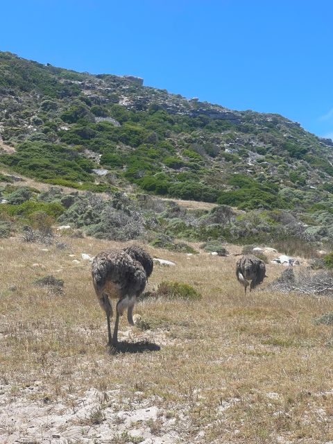 Cape Town: Table Mountatin & Robben Island Day Tour - Overview and Pricing