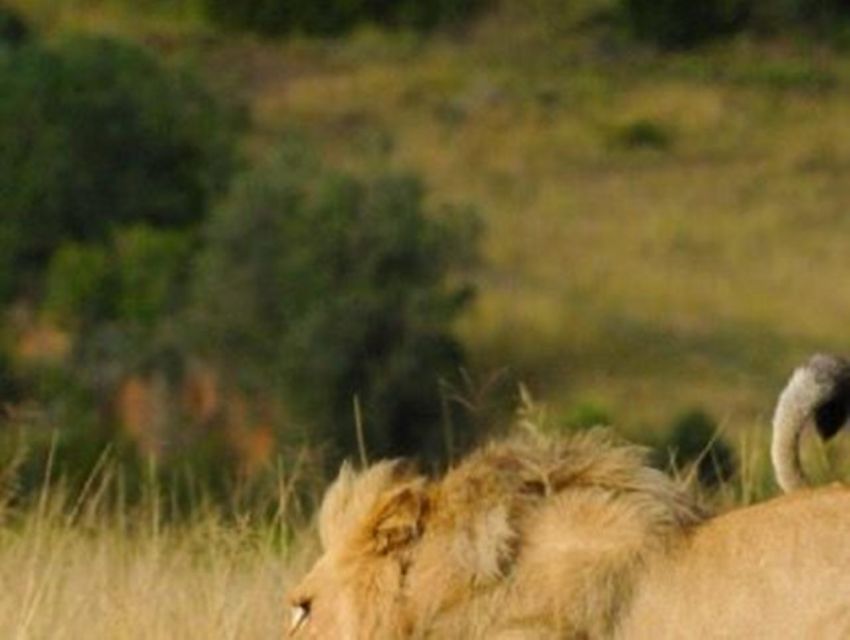 CAPE TOWN:PRIVATE SAFARI DRIVE AT AQUILA GAME RESERVE