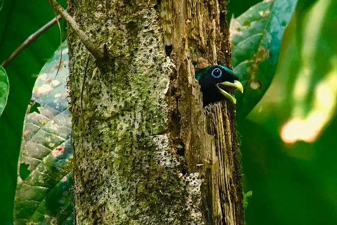 Carara National Park Birdwatching Private Guided Tour Experience. - Tour Overview