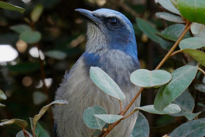 Central Florida Half-Day Private Birding Activity - 2 Person Max - Overview of the Birding Activity