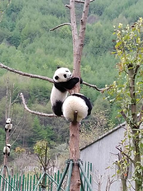 Chengdu: Giant Panda and Leshan Buddha Day Trip - Overview and Pricing