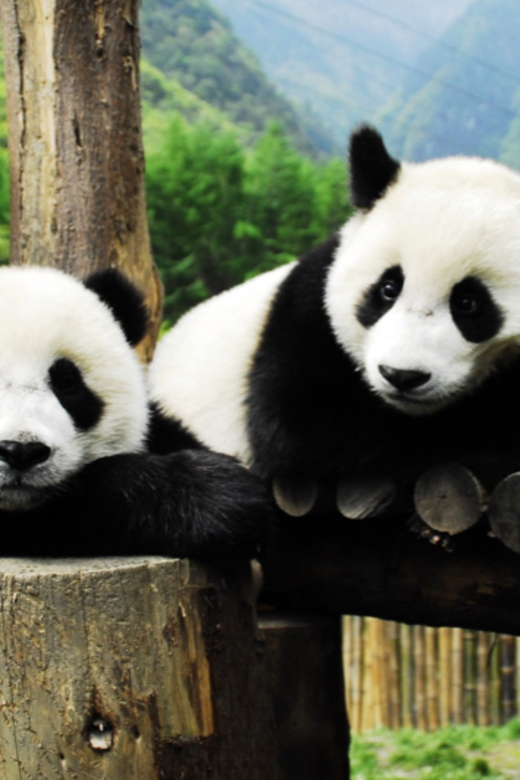 Chengdu Panda and Doujiangyan Irrigation System Private Tour - Itinerary Highlights