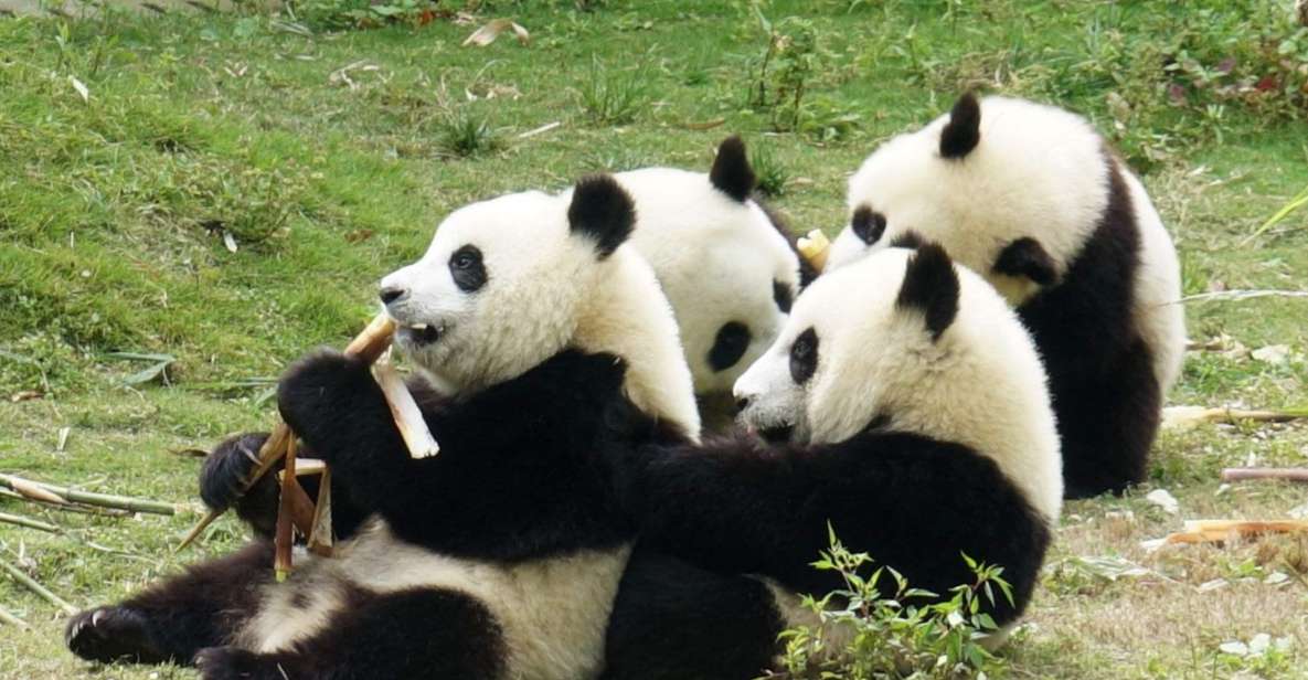 Chengdu Panda Breeding Center Tour Option Panda Volunteer - Tour Options and Pricing