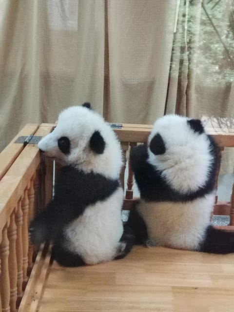 Chengdu: Private Panda Tour at Panda Breeding Base - Tour Overview and Pricing