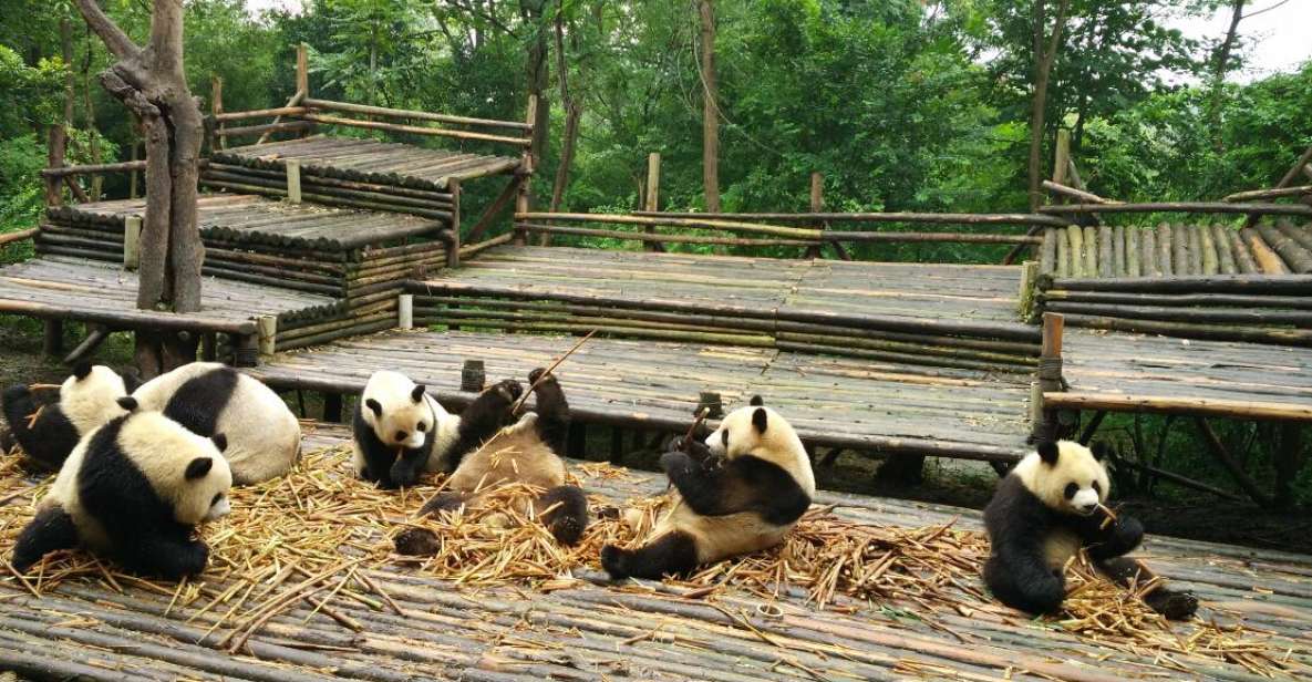 Chengdu Private Tour of Leshan Buddha and Panda Base - Tour Overview