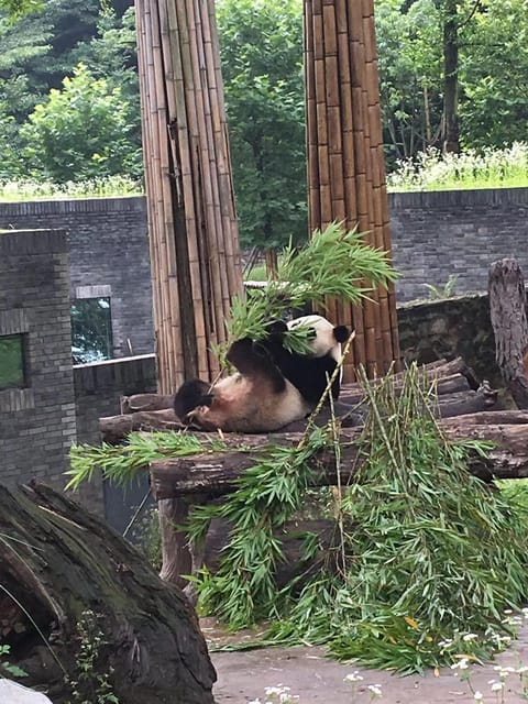 Chengdu:Giant Pandas and Old Chengdu Day Tour - Tour Overview and Pricing