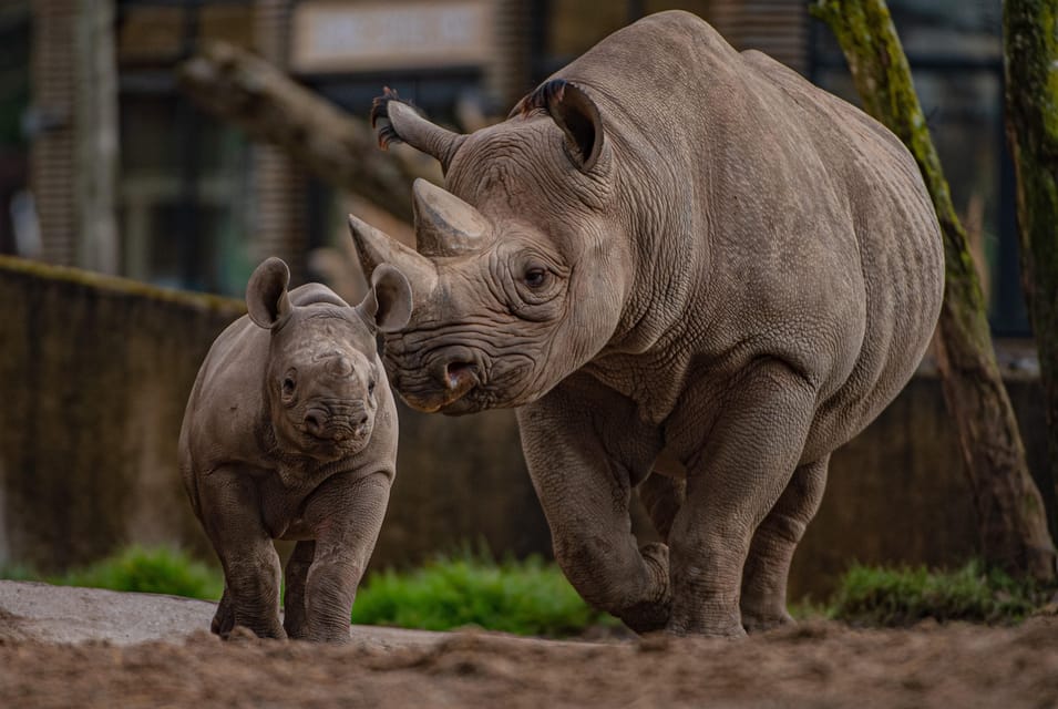 Chester: Chester Zoo Entry Ticket - Ticket Information