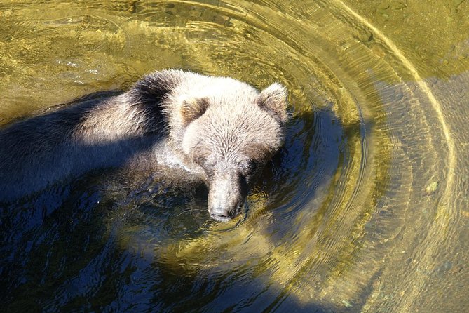 Chichagof Island Tour: Brown Bear Search