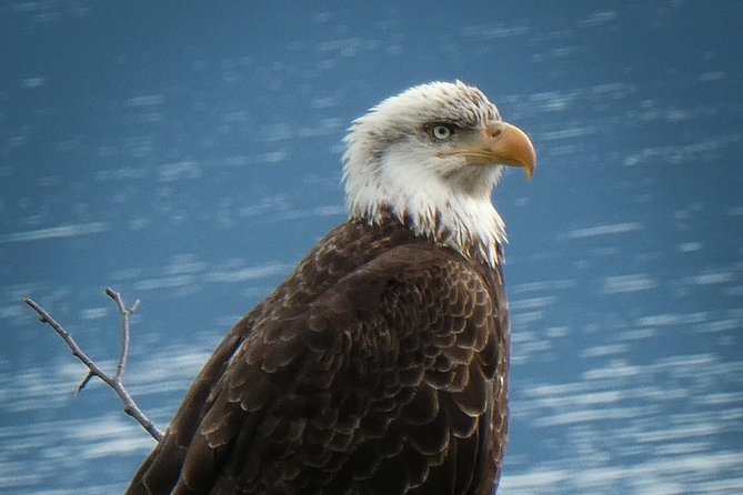 3 Best National Park Tours In Skagway