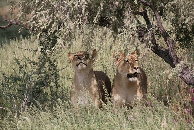 Chobe Day Trip -Botswana - Boat Cruise on Chobe River