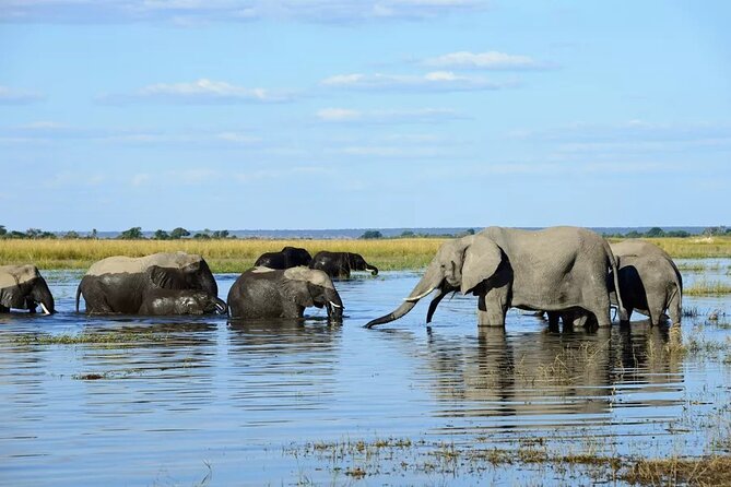 Chobe Full Day Trip
