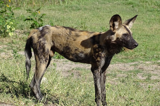 Chobe Safari Experience Day Trip