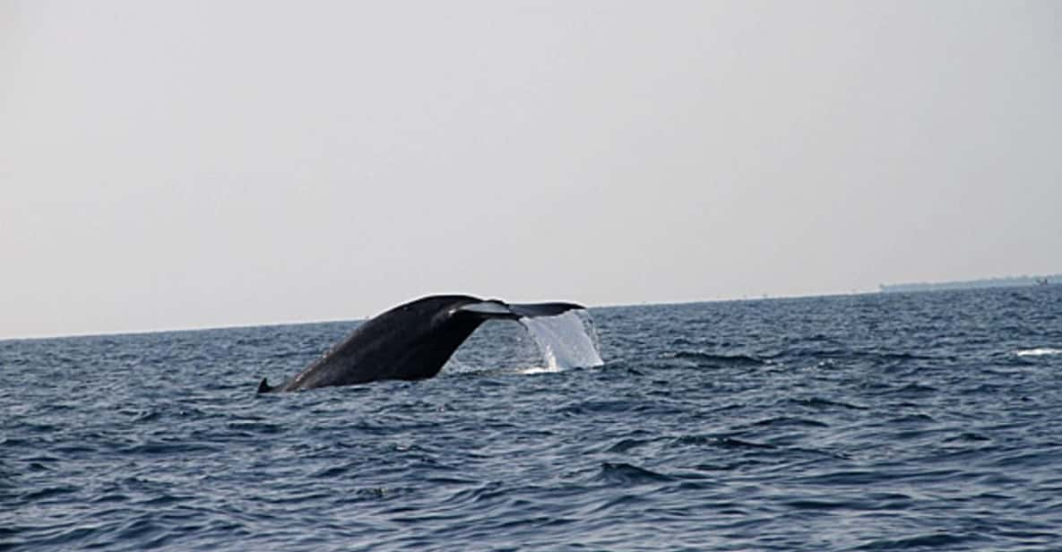 Close Encounters With Gentle Giants Jet Ski Safari - Activity Overview