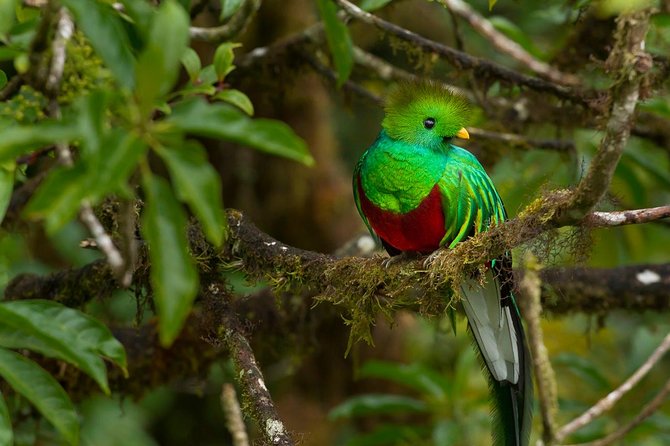 Cloud Forest Hike at Juan Castro Blanco National Park
