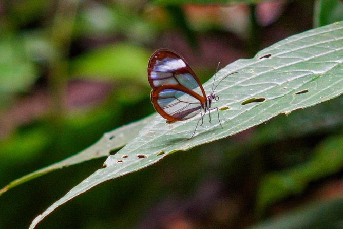 Cloud Forest Hike - Water National Park: Juan Castro Blanco National Park