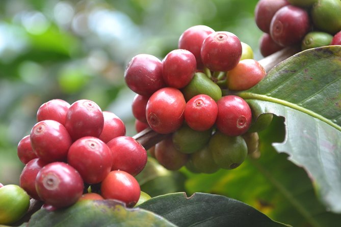 Coffee and Culture in Santa Rosa De Cabal - Hands-on Farming Experience