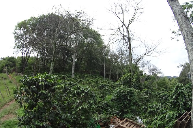 Coffee Experience – Coffee Tour in Medellin