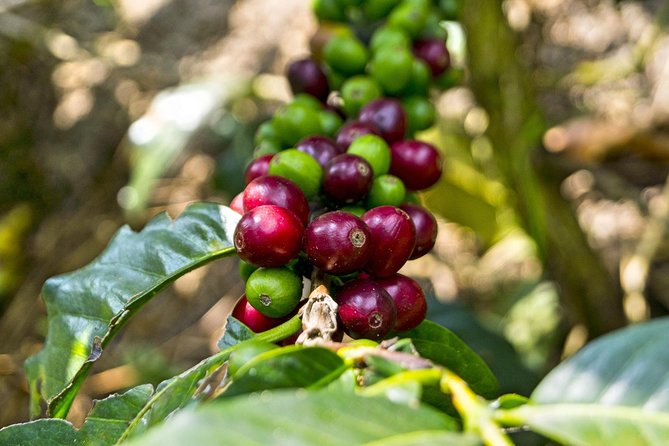 Coffee Farm Hacienda Coloma • Private Car 8H • Tickets Guide Rum