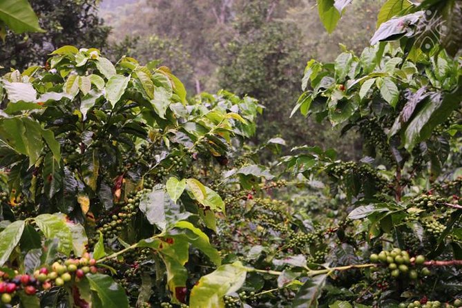 Coffee Paradise at El Paraiso – Experience From Bogota
