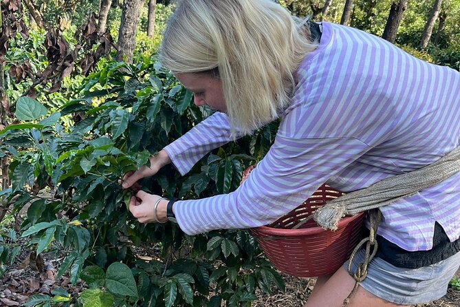Coffee Tour Near the Agua Volcano With Tasting
