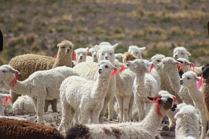 Colca Canyon – 2 Days / 1 Night - Tour Overview