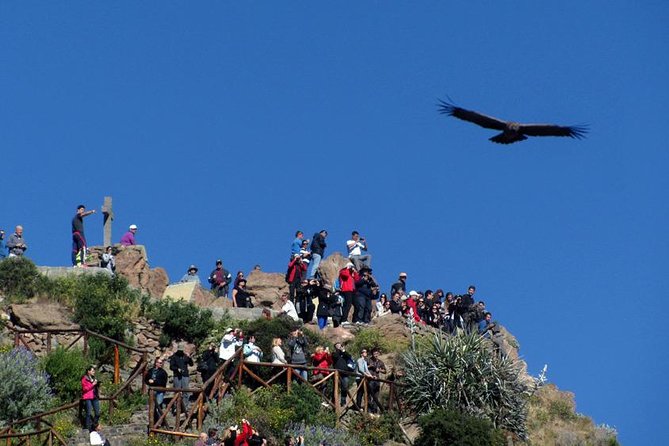 Colca Full Day Group Tour