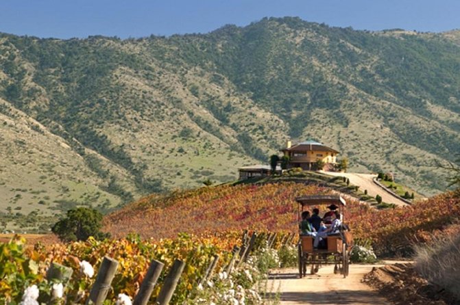Colchagua Valley Winery Day Trip From Santiago