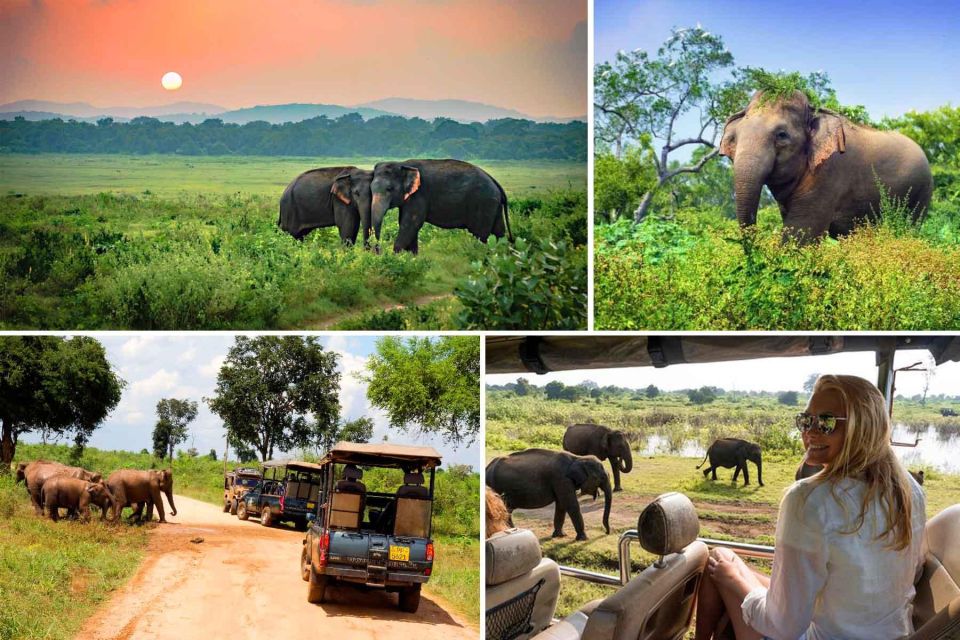 Colombo/Bentota/Kandy to Udawalawa National Park Safari Tour - Tour Overview and Pricing