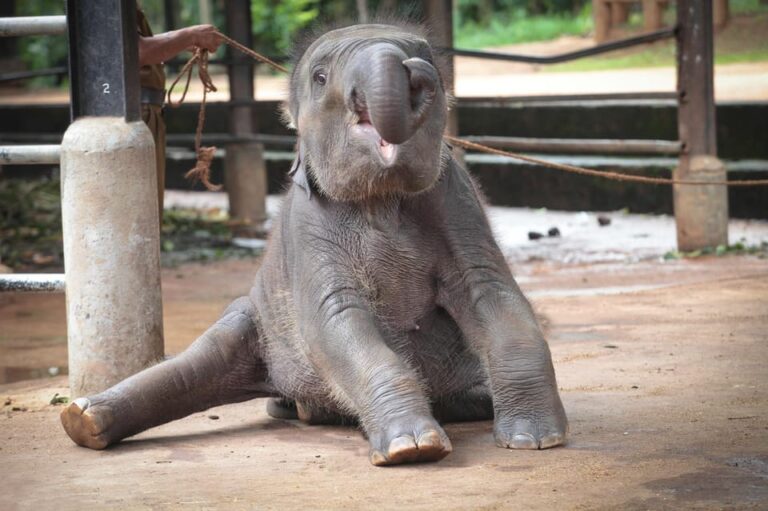 Colombo to Kandy Transfer With Pinnawala Elephant Orphanage