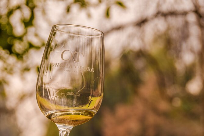 Concha Y Toro Vineyard