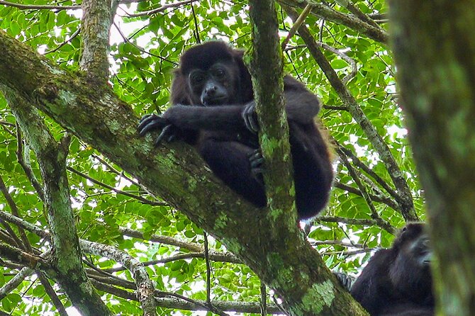 Congo Combo (Hanging Bridges and Zipline Adventure)