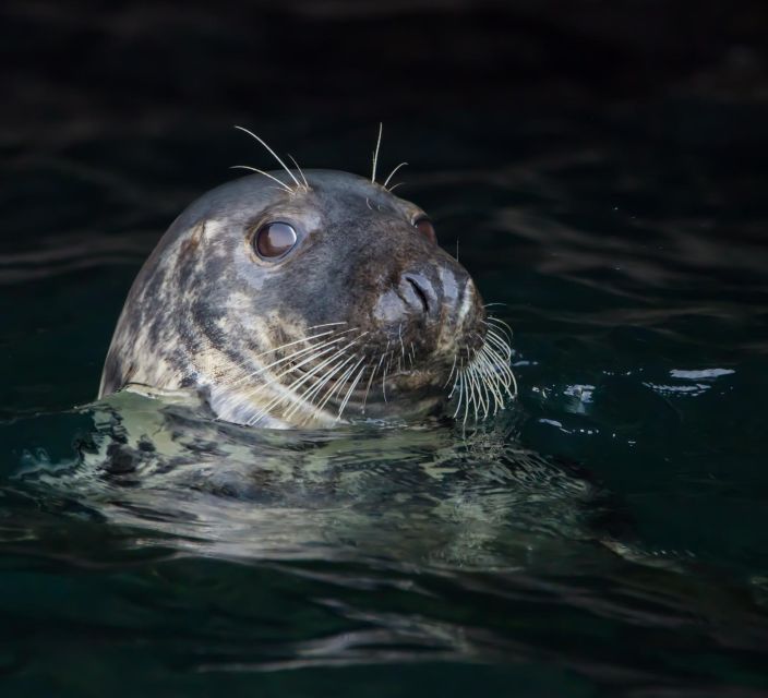 Cornwall: Guided Seal Safari by Boat - Activity Overview