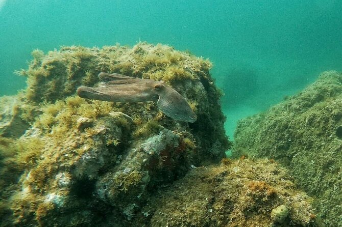 Costa Brava: Scuba Diving Tour, Lunch and a Visit to Tossa De Mar - Meeting and Pickup Information