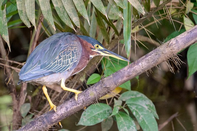 Costa Rican Wildlife: Palo Verde National Park Private Tour