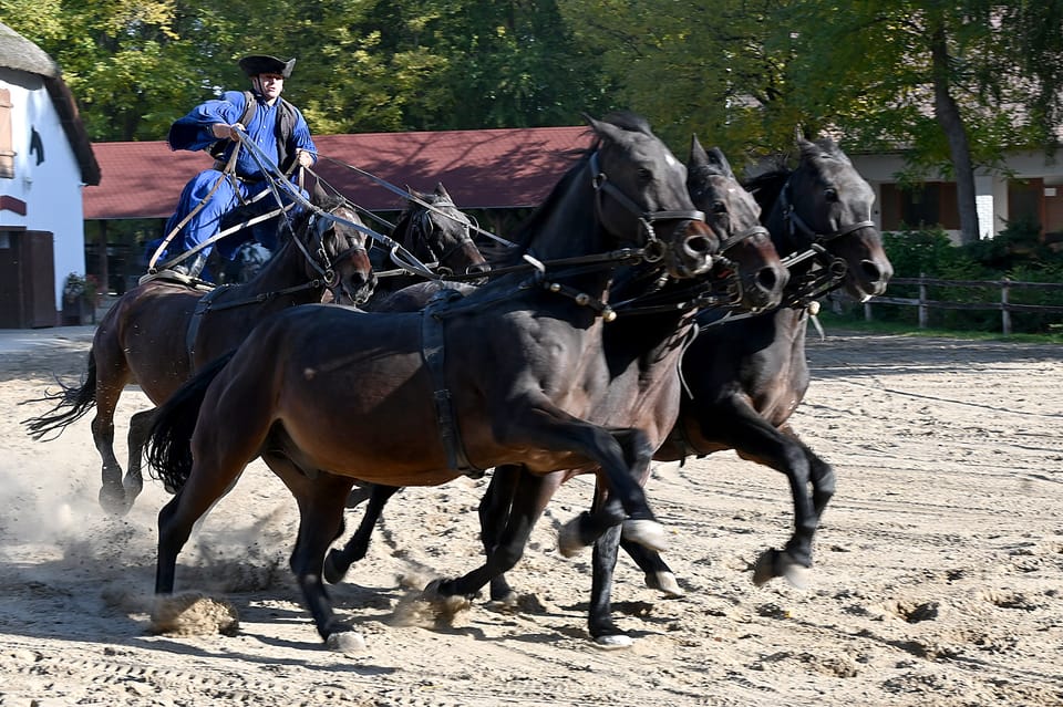 Countryside Ranch, Horse Show & Lunch - Tour Overview and Pricing