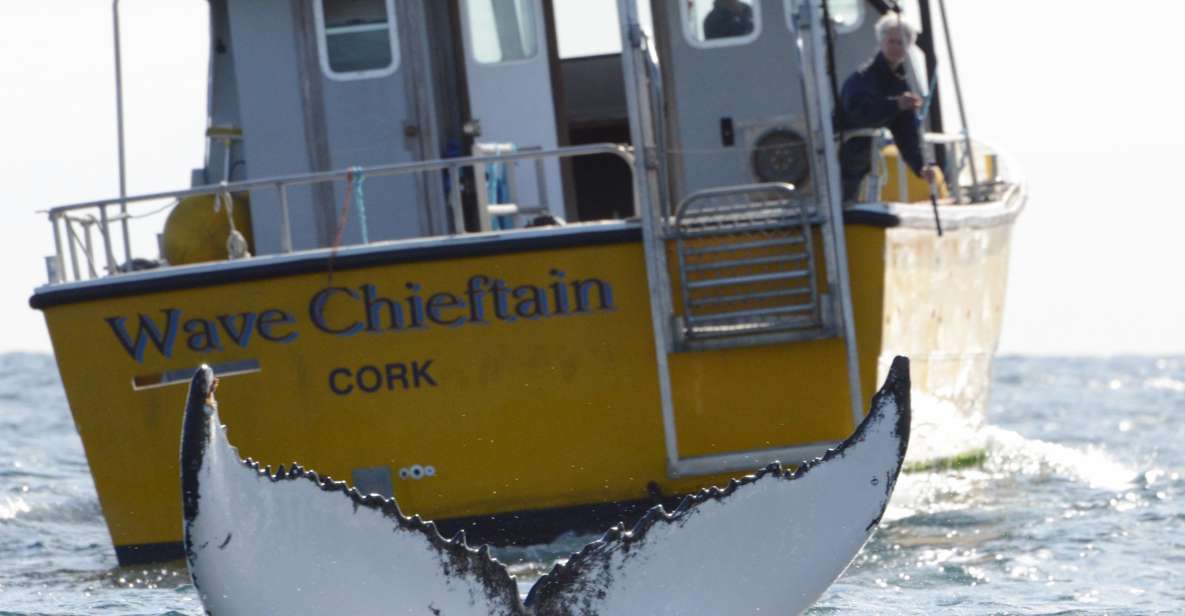 County Cork: Whale & Dolphin Watching Boat Trip - Overview of the Trip