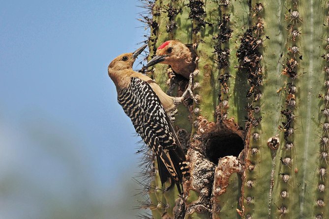 Creative Soul Scavenger Hunt(Sabino Canyon&Catalina Park,Tucson)
