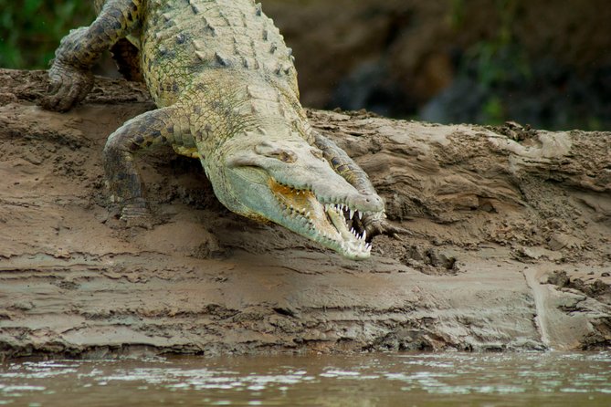 Crocodile Safari - Tarcoles River - Tour Overview