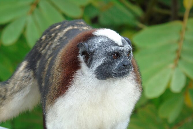 Cruise Shore Excursion Panama: Wildlife Gatun Lake