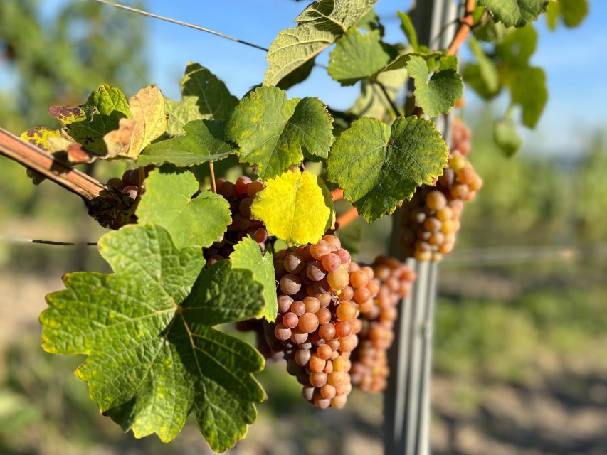 Czech Vineyards and Wine Tasting 4WD Tour With Lunch