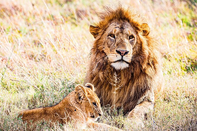 Daily Departures 3 Days Masai Mara by Landcruiser