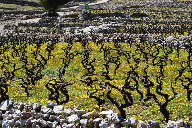 Dalmatian Flavors:Farm to Table Food Experience & Oyster Picking & Wine Tasting