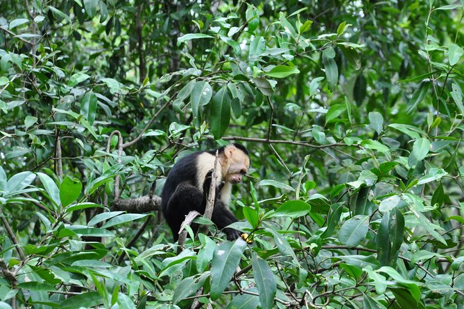 Damas Island Mangrove Boat Tour From Jaco - Wildlife Viewing Opportunities