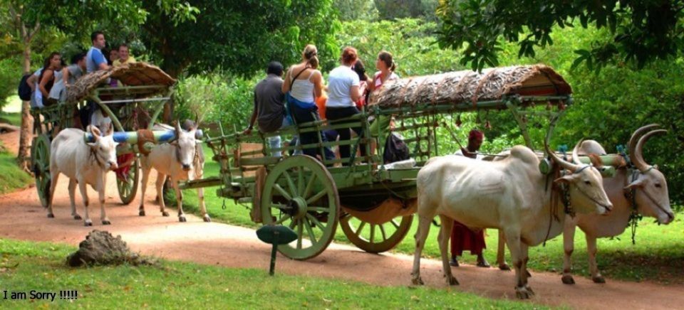 Dambulla: Caves Temple & Traditional Village Tour With Lunch - Itinerary Highlights